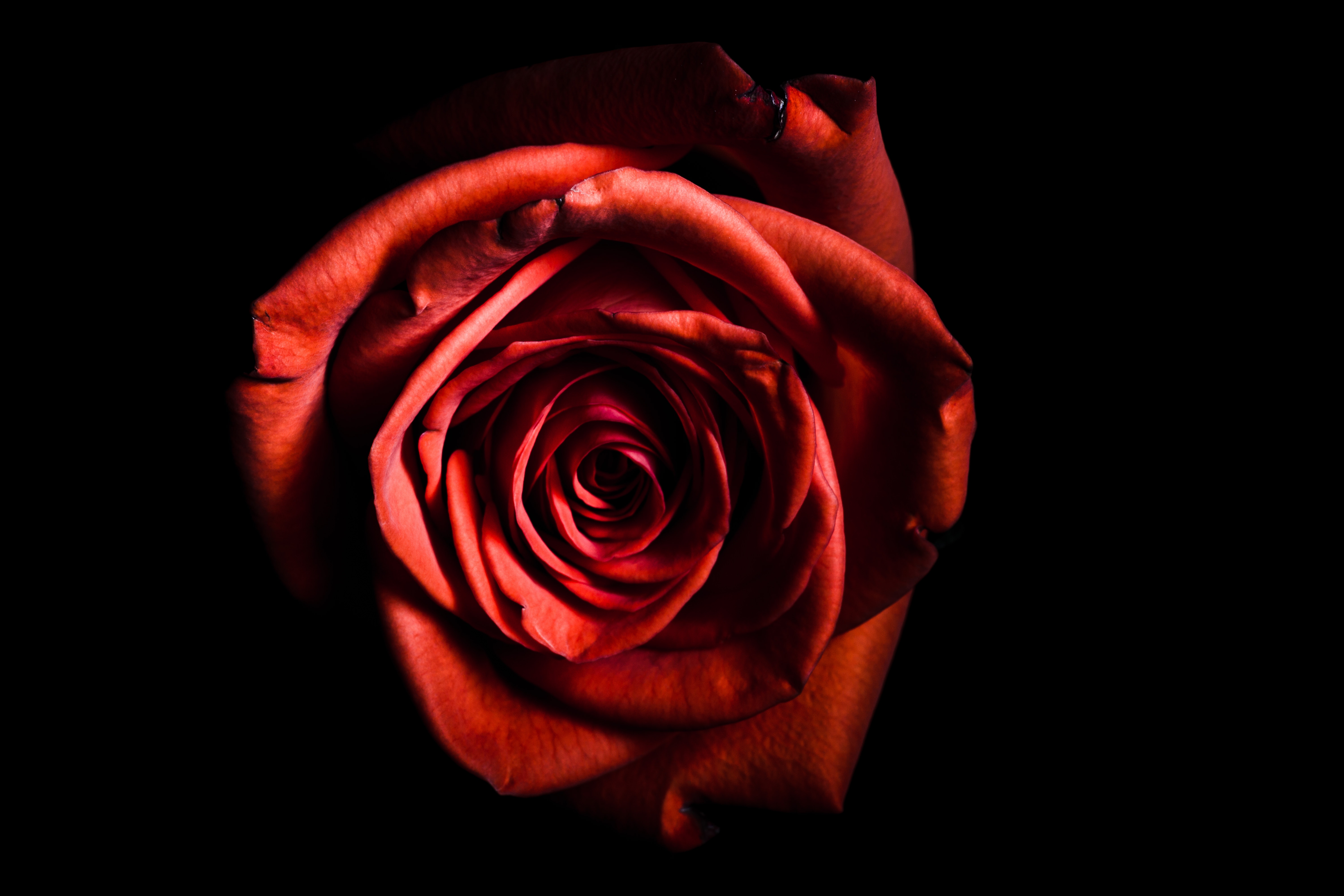 Темно алые розы а на душе. Розы на темном фоне картинки.