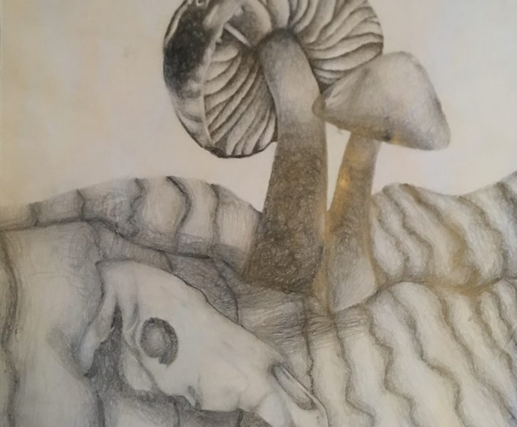 drawing of mushrooms
