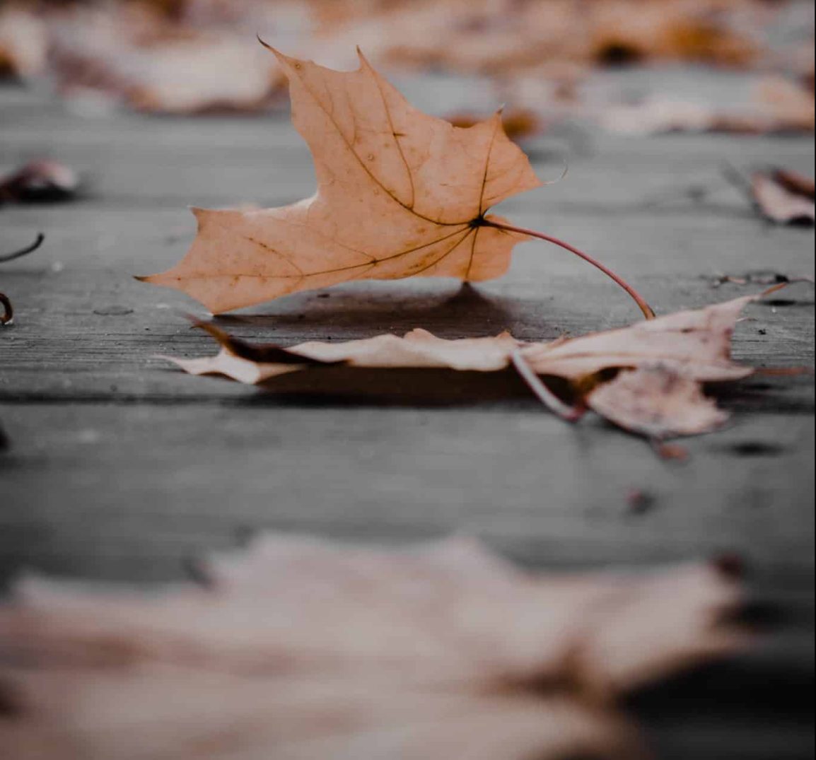 A Fallen leaf