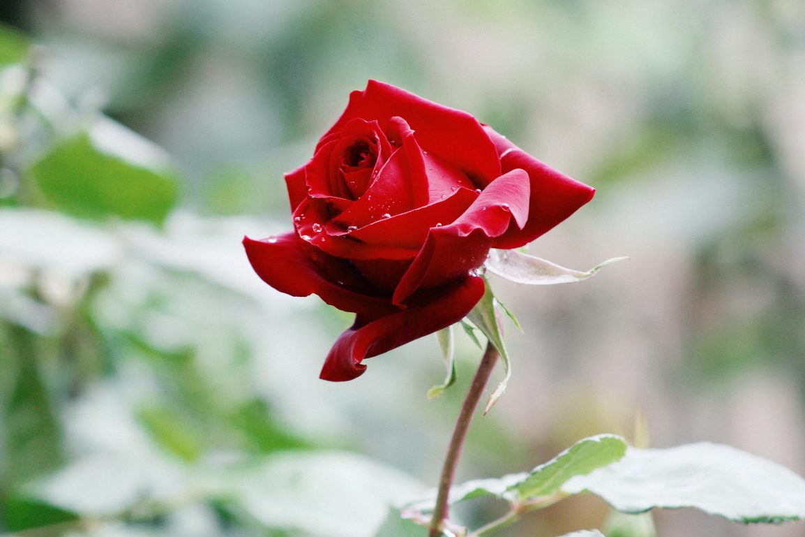 Whispers of a Rose