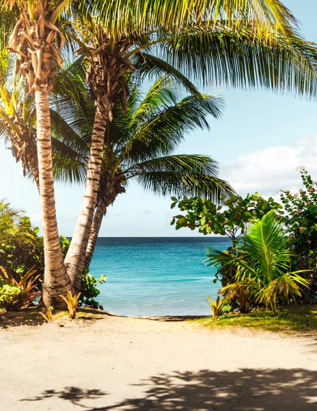 image from Unsplash. Picture of a beach with palm trees surrounding