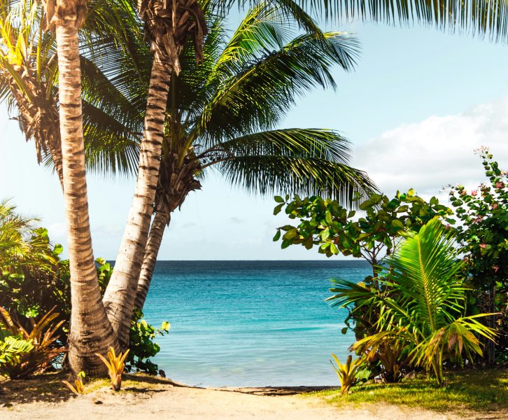 image from Unsplash. Picture of a beach with palm trees surrounding